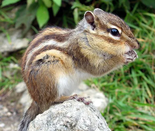chipmunk
